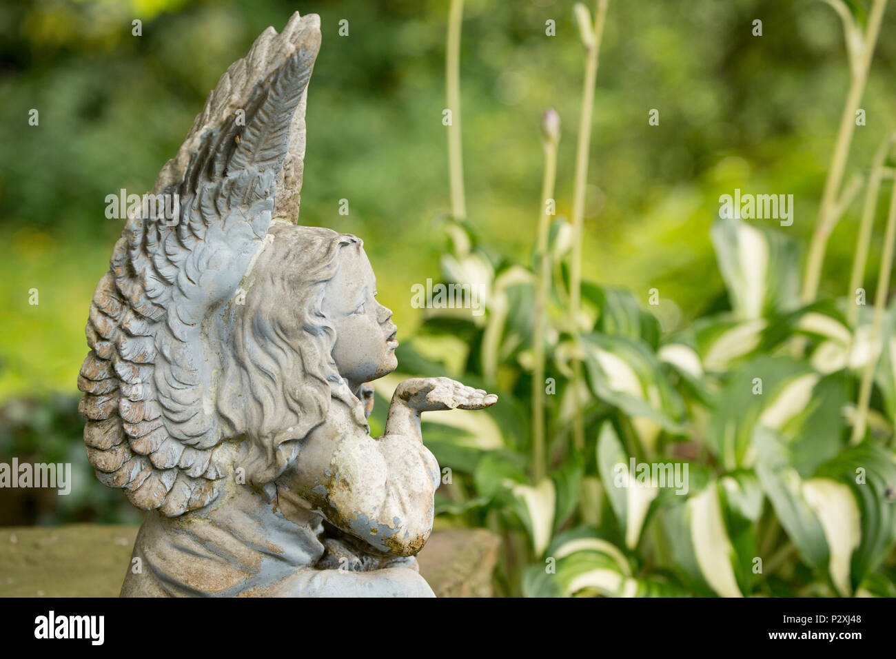 A stone figurine of a winged angel or fairy blowing a kiss and set near a garden pond. Lancashire North West England UK GB Stock Photo