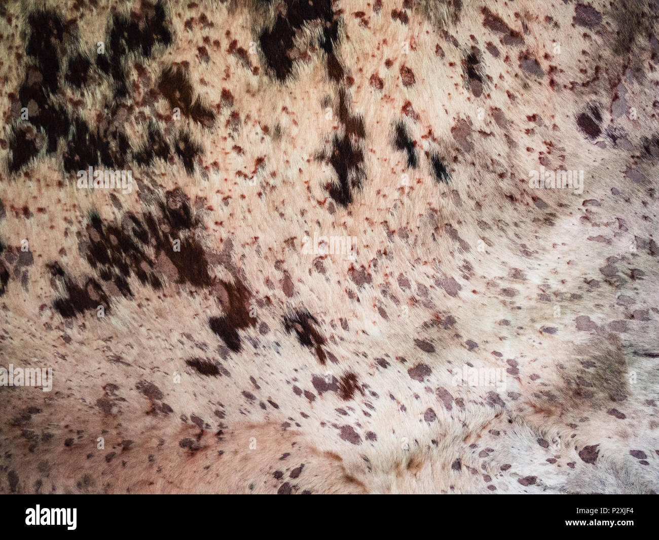 Detail of animal skins hanging on the walls of a prehistoric cave Stock