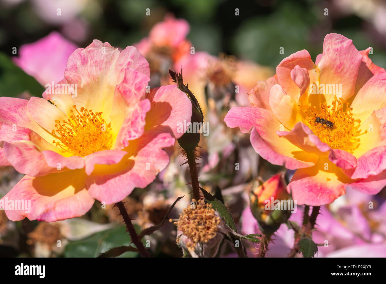 Western honey bee (Apis mellifera) and the roses, San Jose Municipal Rose Garden, California, United States. Stock Photo
