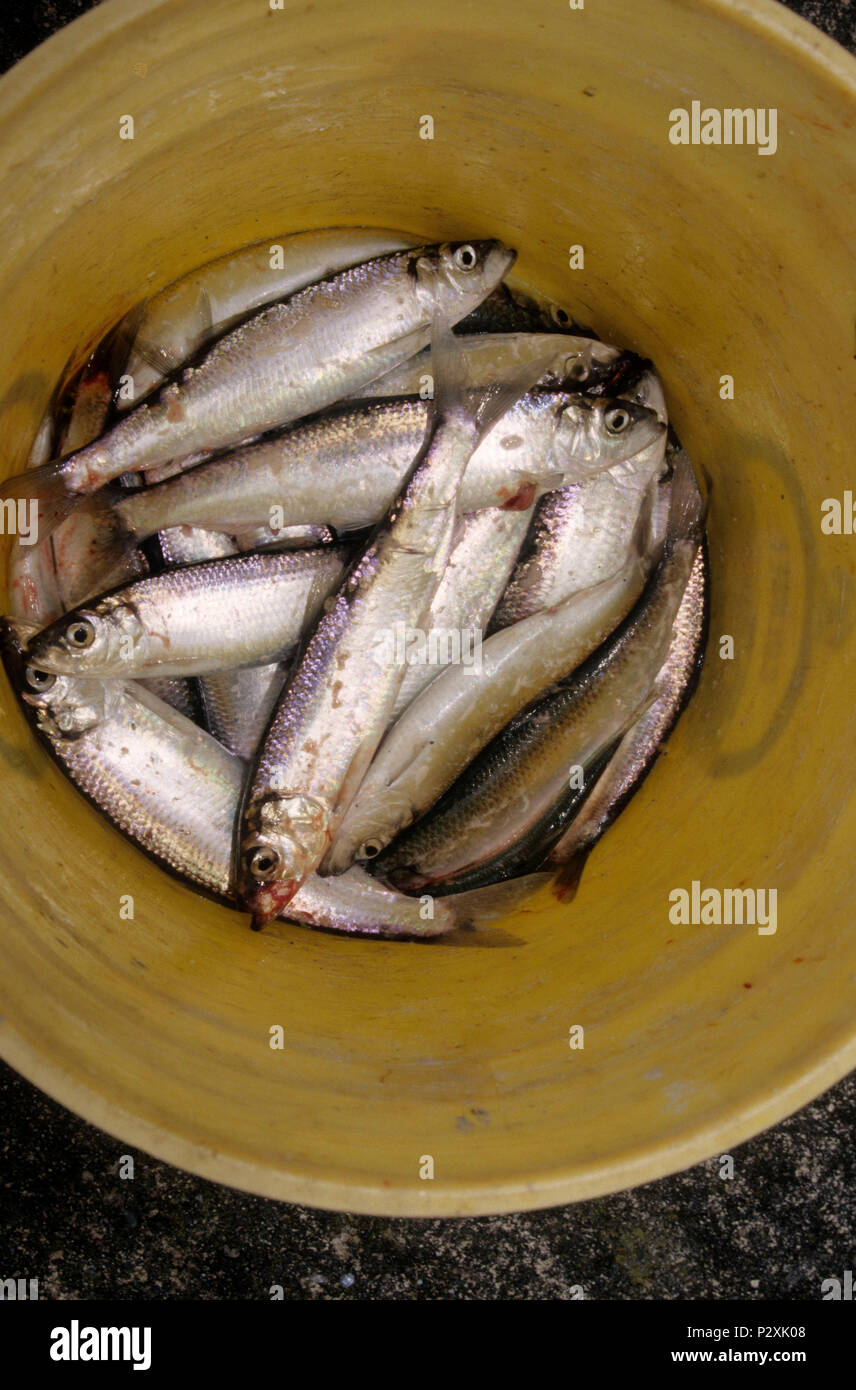 Herring, Newport Marina, Newport, Oregon Stock Photo