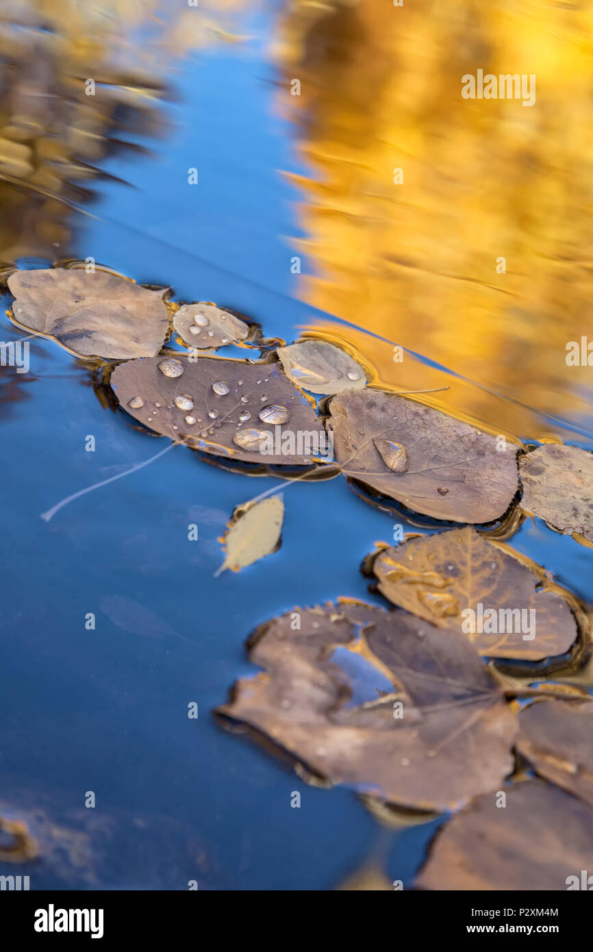 Mountain aspen leaves (Populus tremuloides) float on the water surface with the reflections of the fall foliage, Inyo National Forest, California, USA Stock Photo