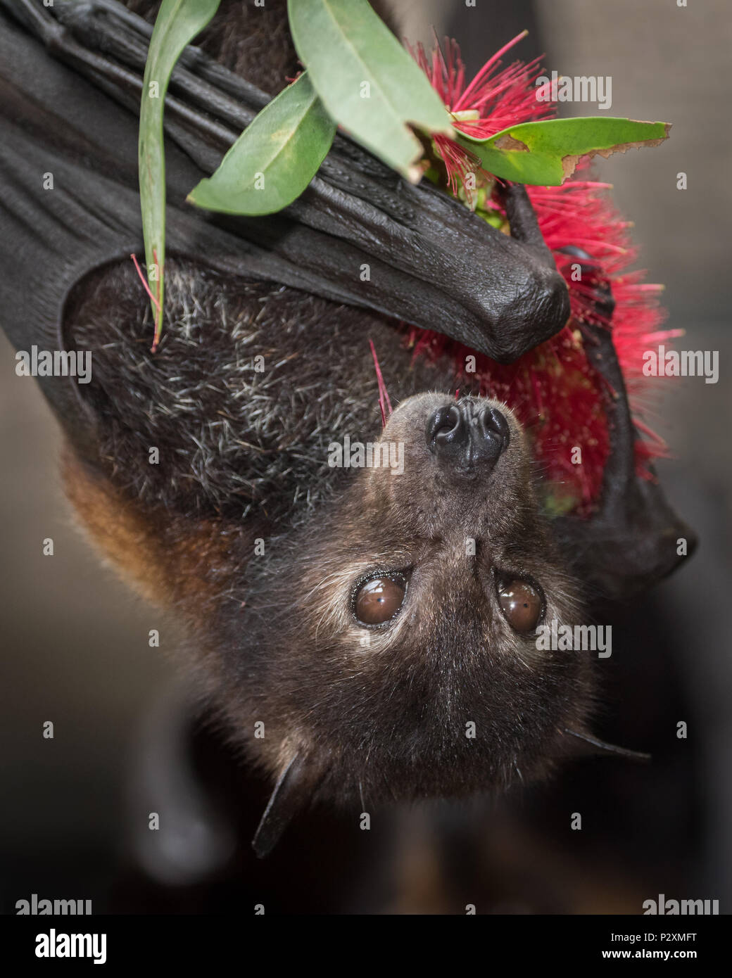 Black flying fox hires stock photography and images Alamy