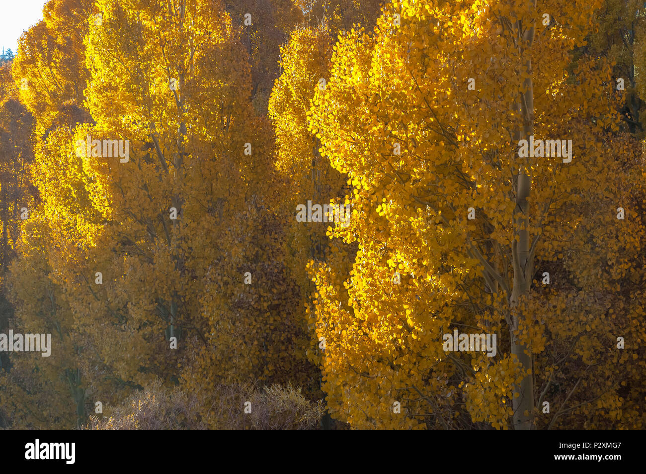 Mountain aspens (Populus tremuloides) in their fall foliage, Inyo National Forest, Eastern Sierra Nevada Mountains, California, United States. Stock Photo