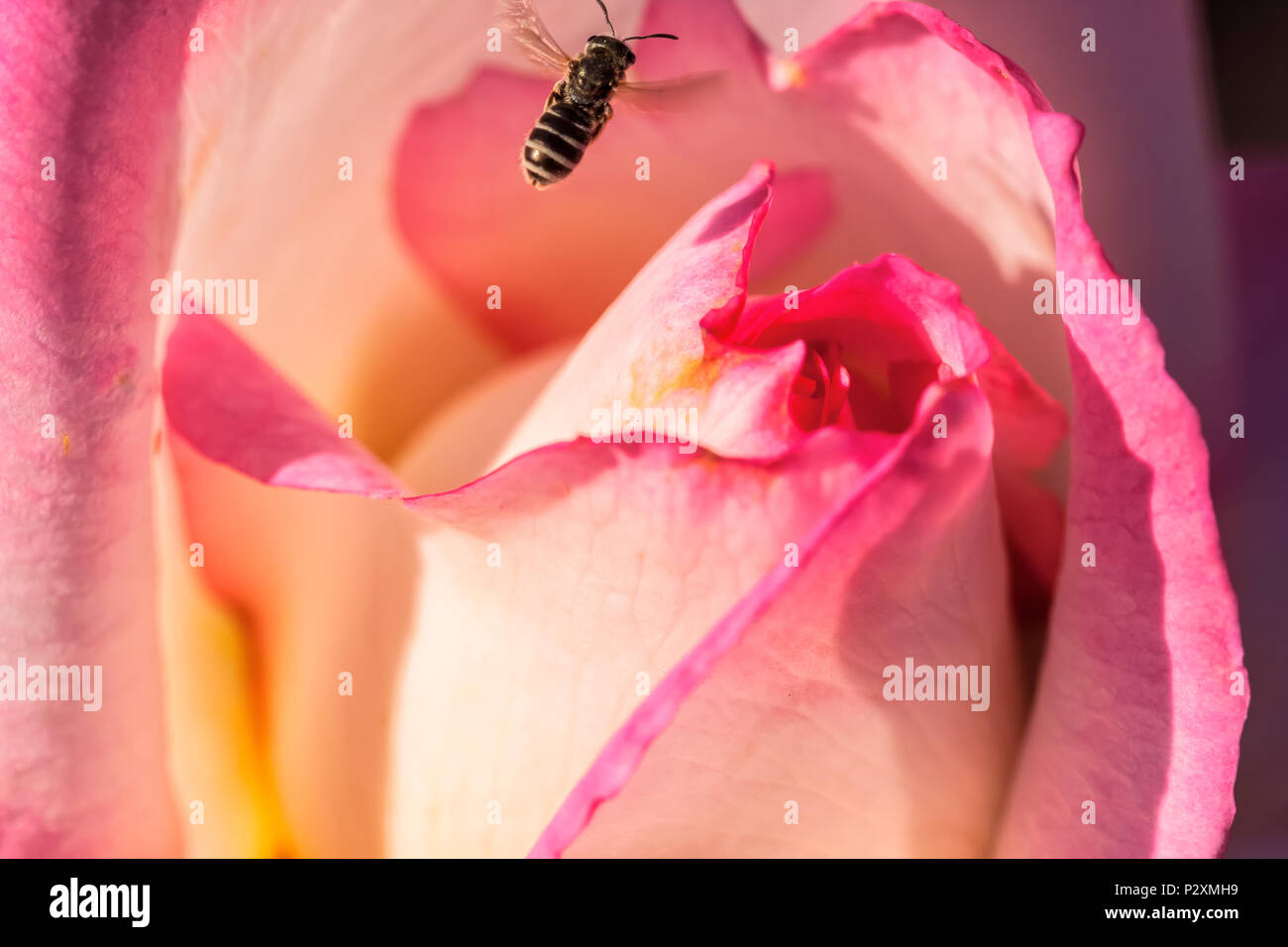 Western honey bee (Apis mellifera) flied over a roses, San Jose Municipal Rose Garden, California, United States. Stock Photo