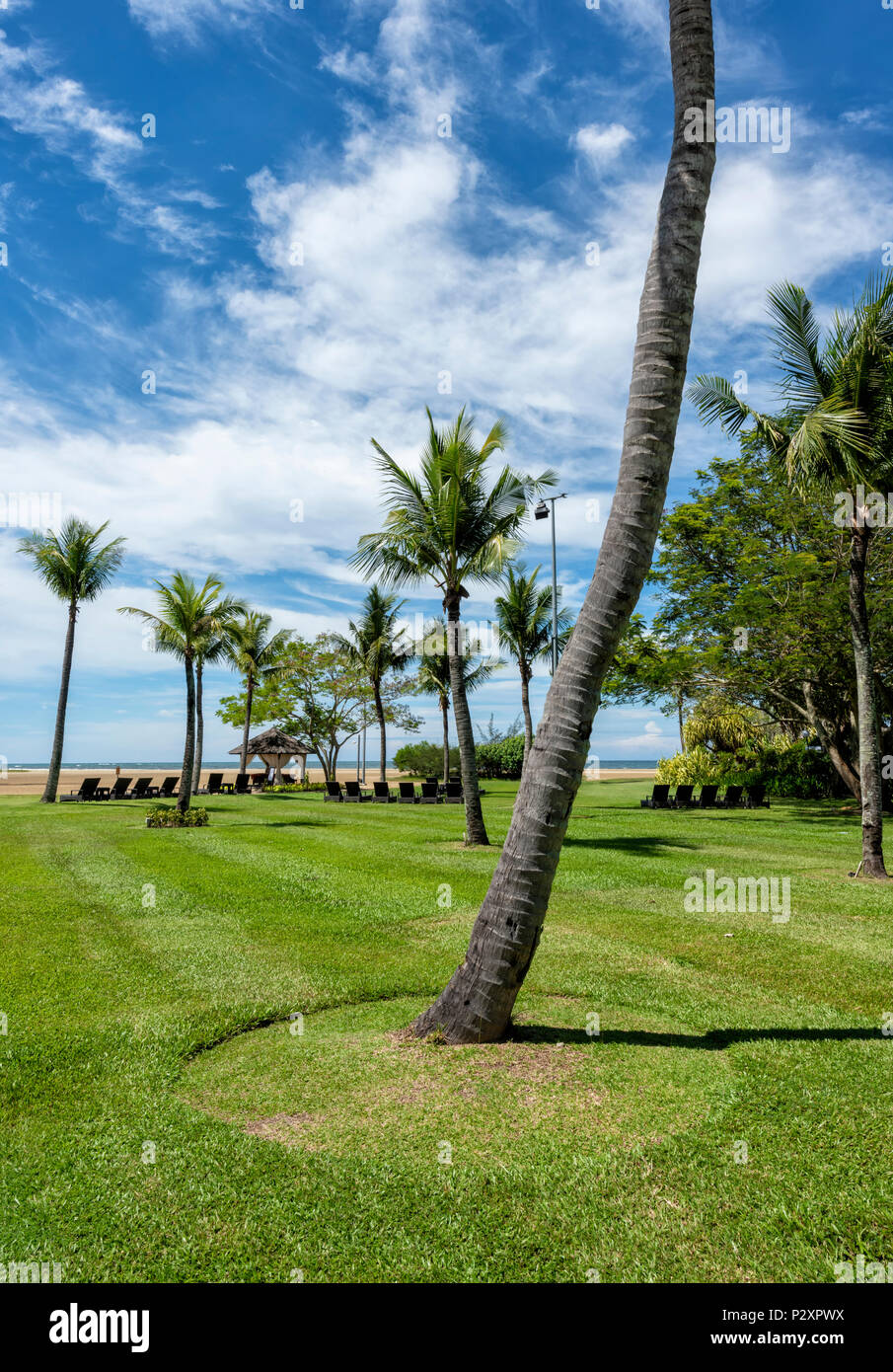 Gorgeous palm trees hi-res stock photography and images - Alamy
