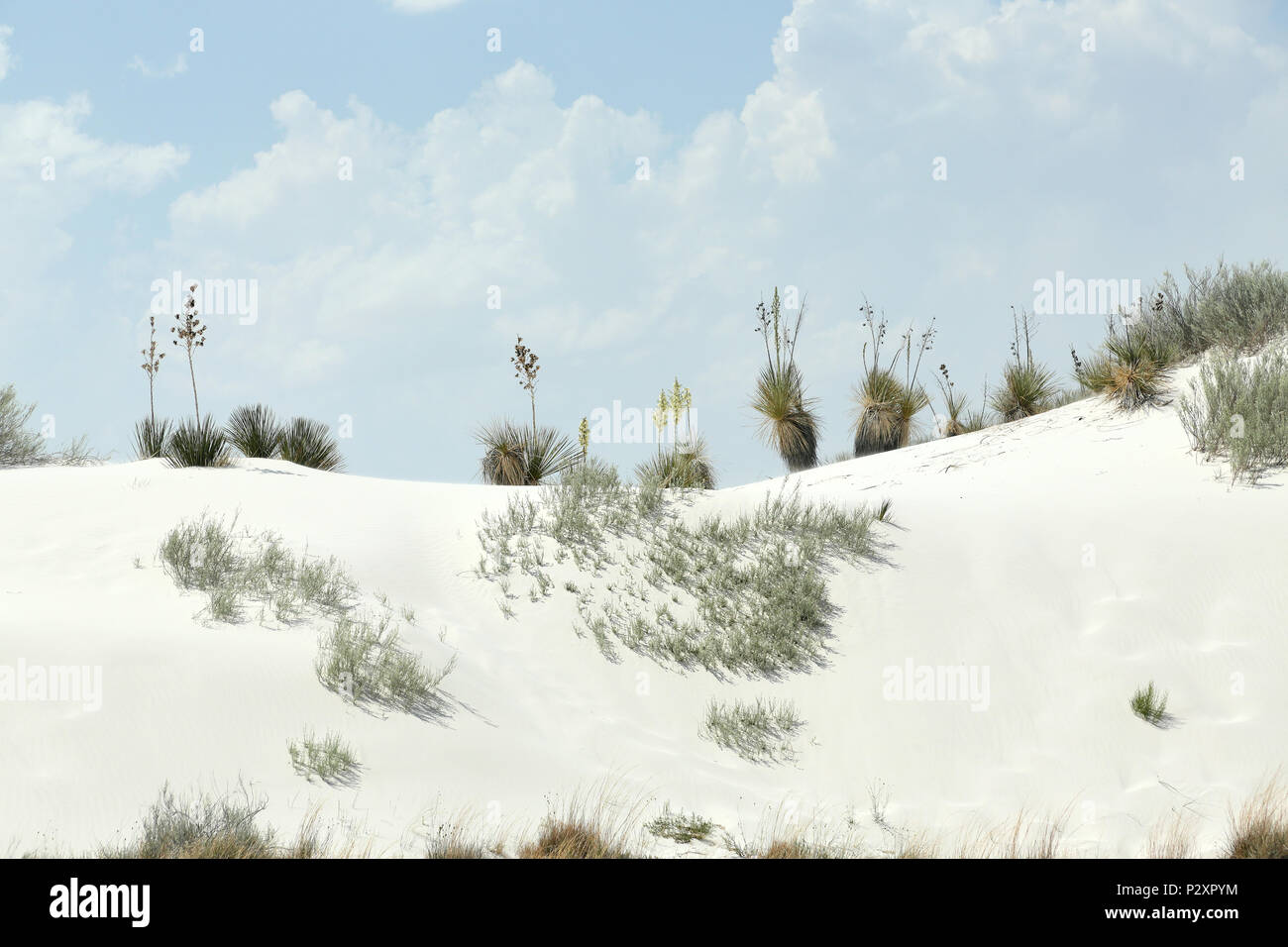 Flowering yucca plants on a brilliant white desert sand dune ridge in southern New Mexico Stock Photo