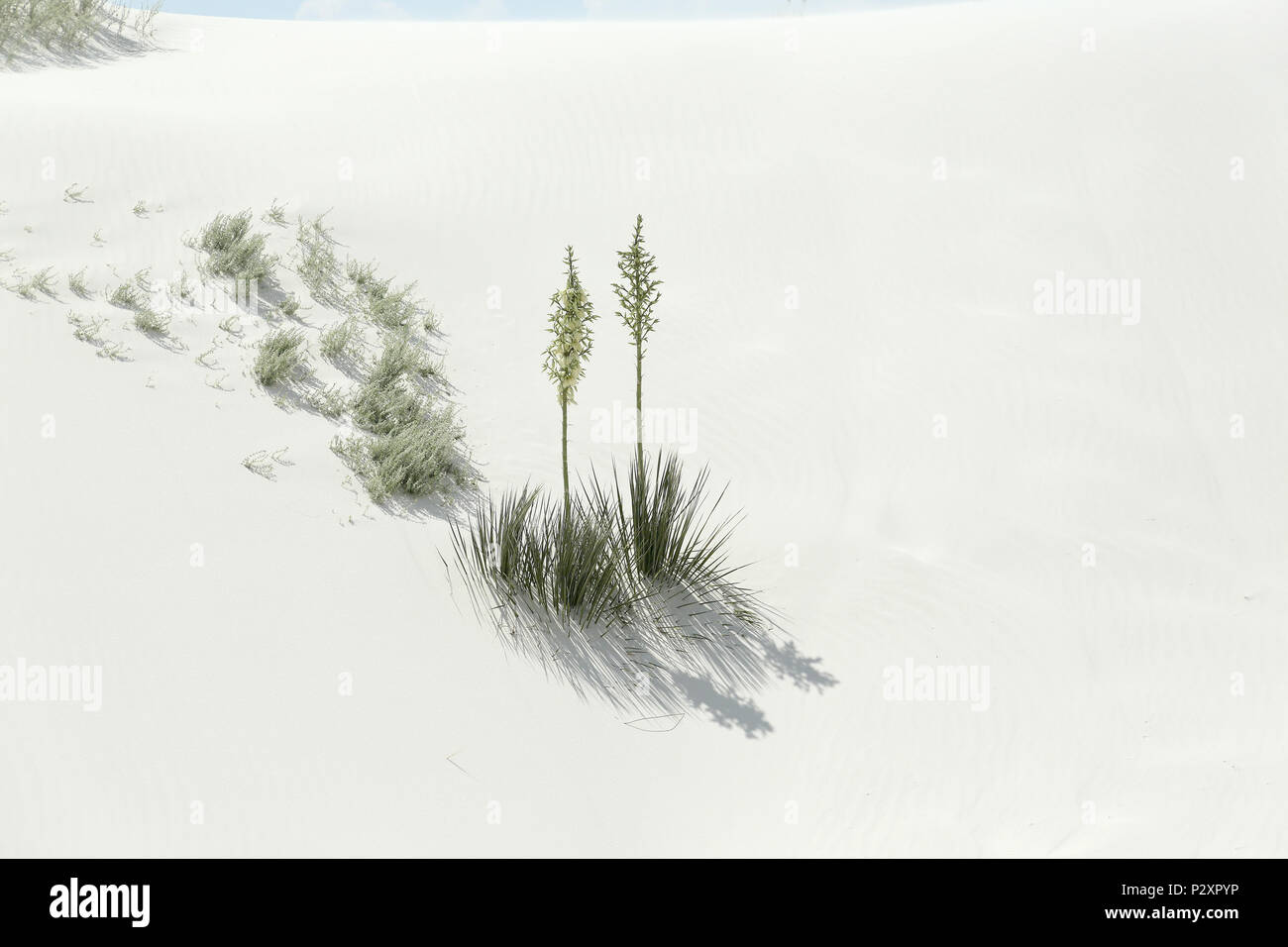 Two flowering yucca plants and their shadows on brilliant white desert sand in southern New Mexico Stock Photo