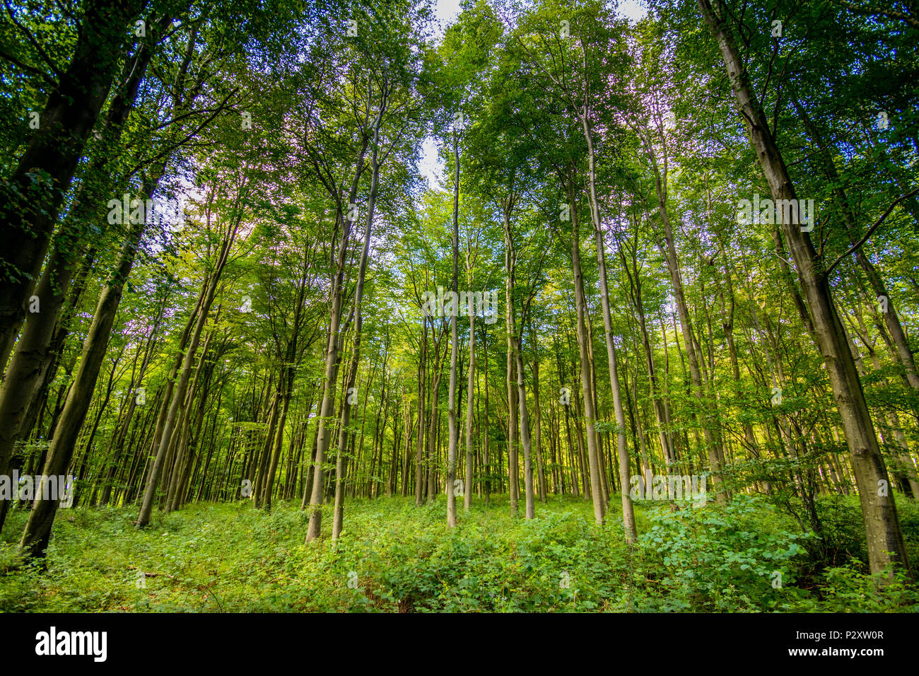 Beech trees landscape at Counters Gate Country Park, Goodwood Estate