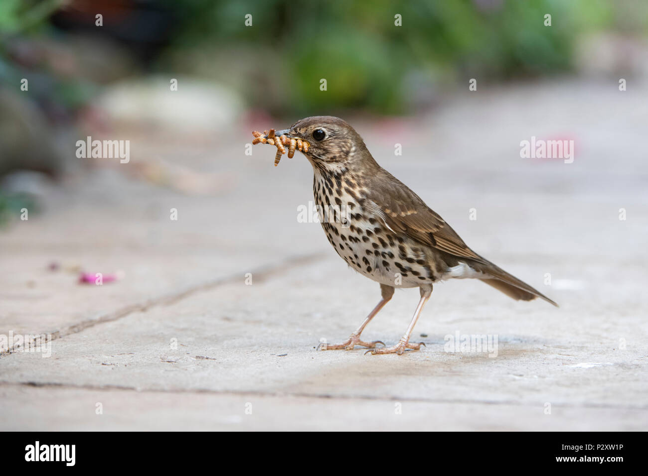 Feeding mealworms hires stock photography and images Alamy