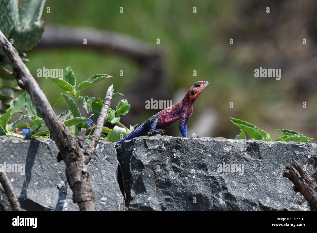 The Mwanza Flat-headed Agama is a lizard found in Tanzania, Rwanda, and Kenya. This one was spotted in the Olare Motorogi Conservancy, Maasai Mara Stock Photo