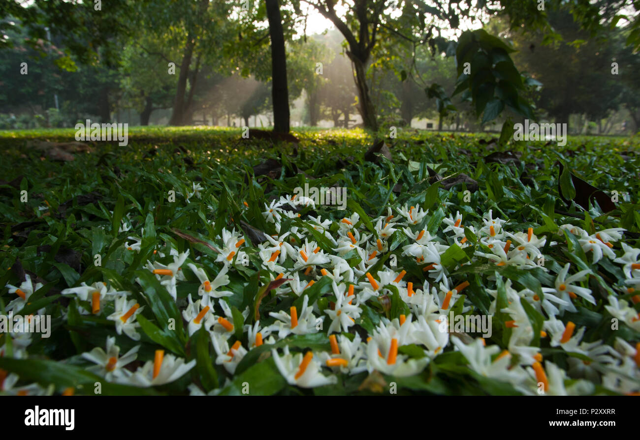 Nyctanthes arbor-tristis flowers commonly known as Shefali or Shiuli fallen on the grass of the Ramna Park in Dhaka, Bangladesh Stock Photo