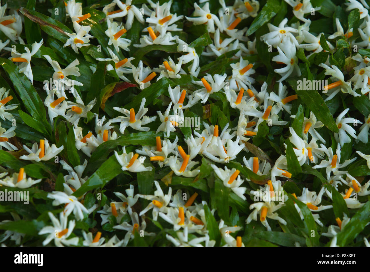 Nyctanthes arbor-tristis flowers commonly known as Shefali or Shiuli fallen on the grass of the Ramna Park in Dhaka, Bangladesh Stock Photo