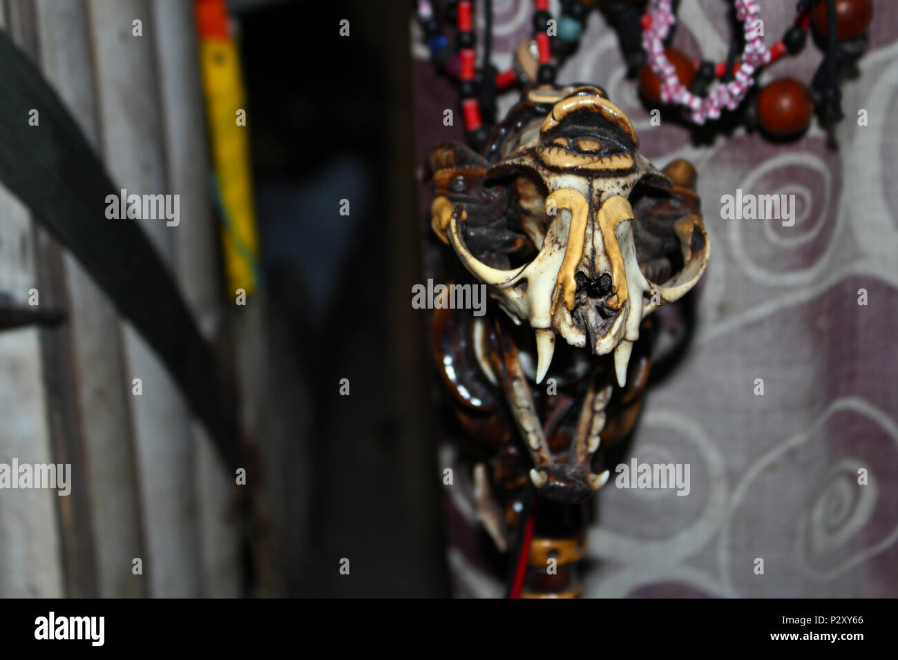 Cat Skull Isolated Hi-res Stock Photography And Images - Alamy