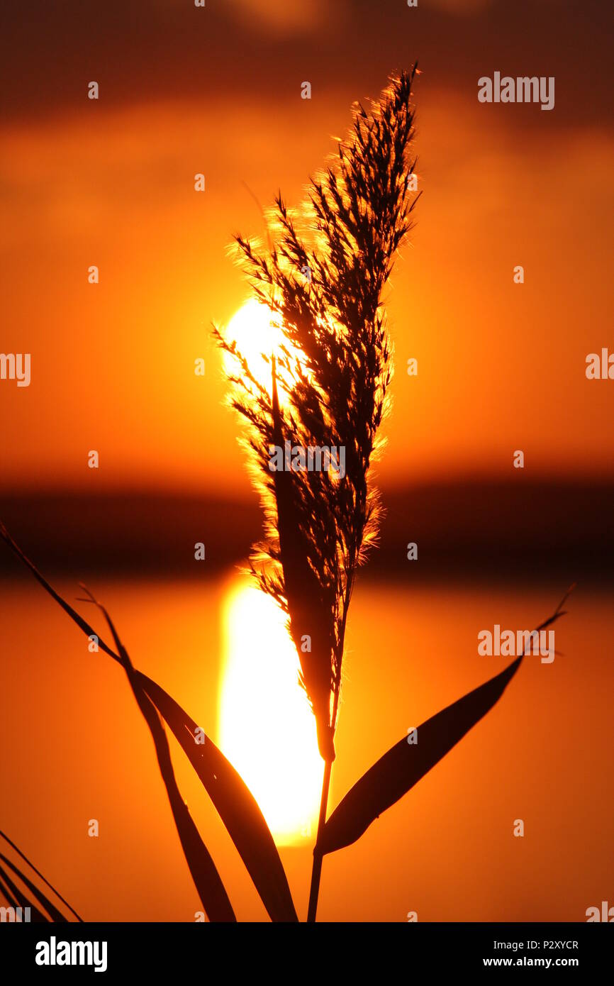 Clouse look of a summer sunset with golden, orange, yellow and red ...