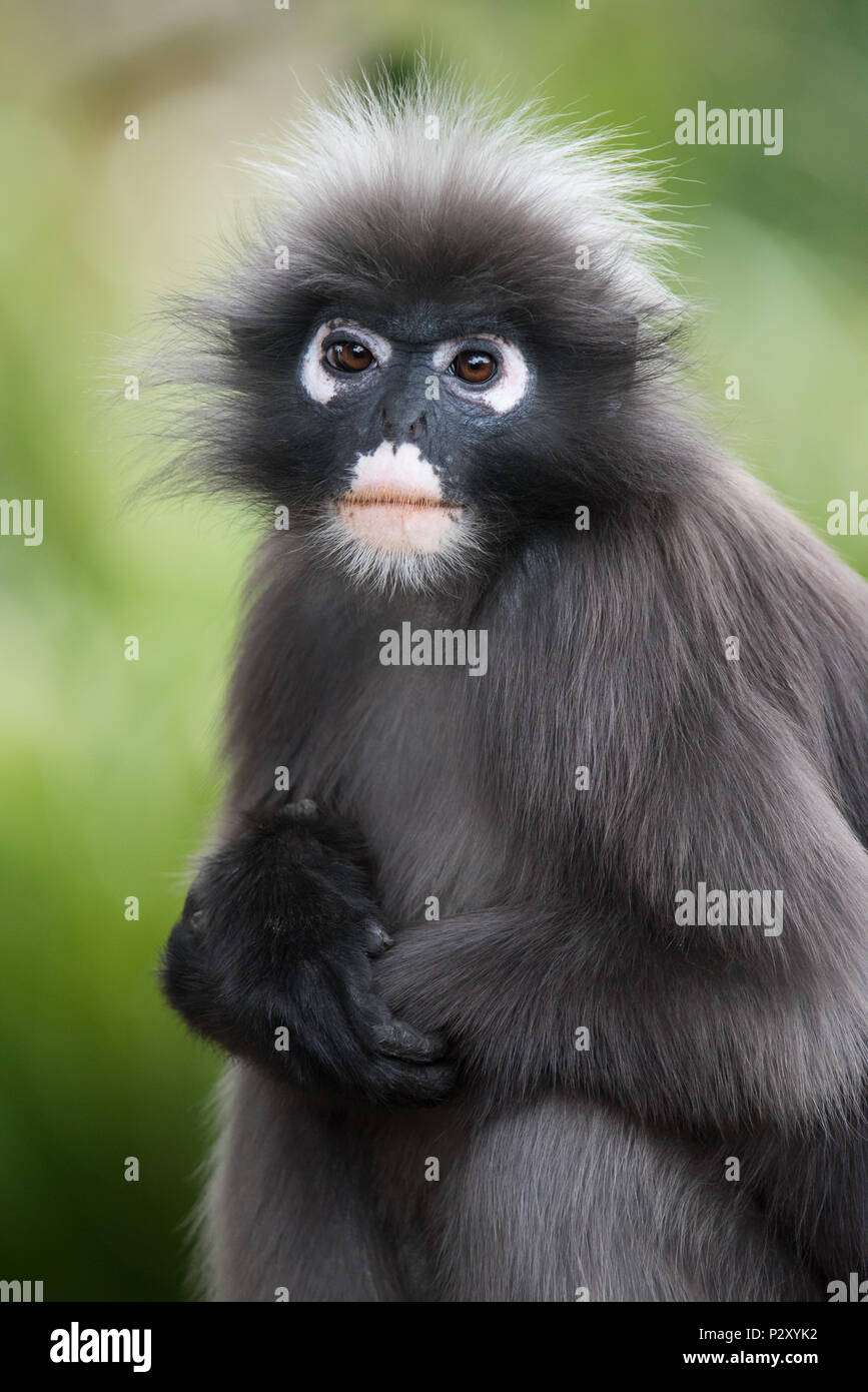 Dusky Leaf Monkey & Young, Brillangoer (Trachypithecus obscurus) Burgers'  Zoo, Arnhem, The Netherlands Conservatio…