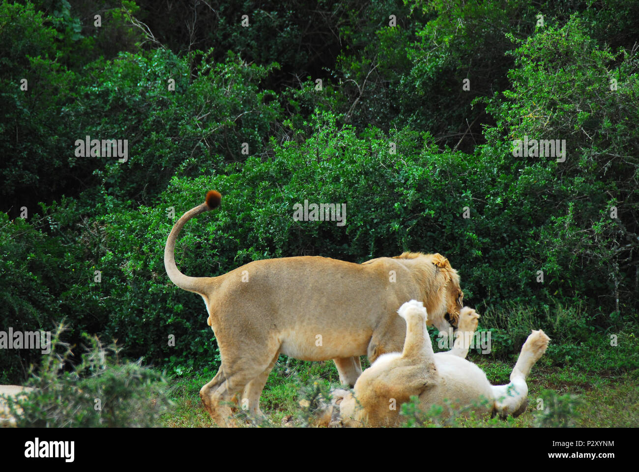 While on safari, we happened on these two lions relaxing and playing, after a feast, following a Zebra calf kill. Stock Photo