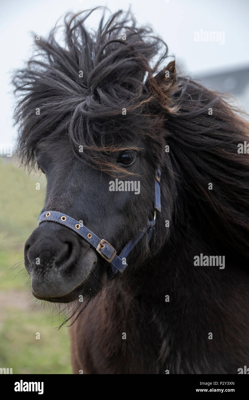 Great Britain, Shetland, Fair Isle. Shetland pony, one of only two that live on the entire island. Stock Photo