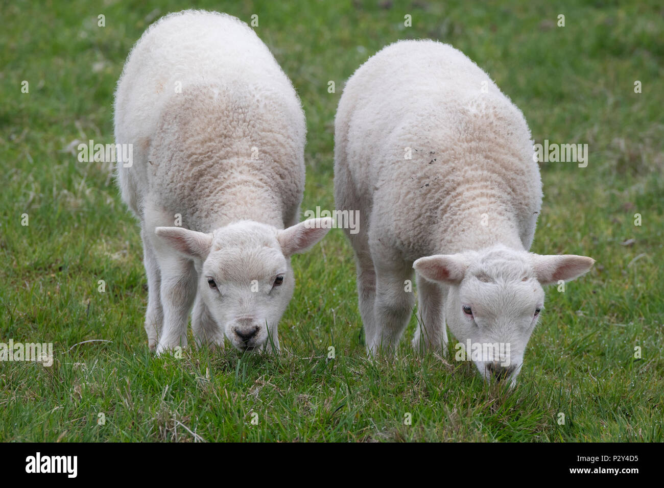 Shetland sheep wool hi-res stock photography and images - Page 2 - Alamy