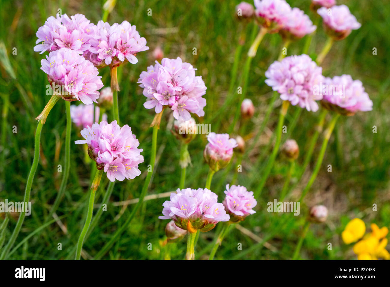 Armeria maritima, commonly known as thrift, sea thrift or sea pink growing on the coast of Anglesey, Wales, UK Stock Photo