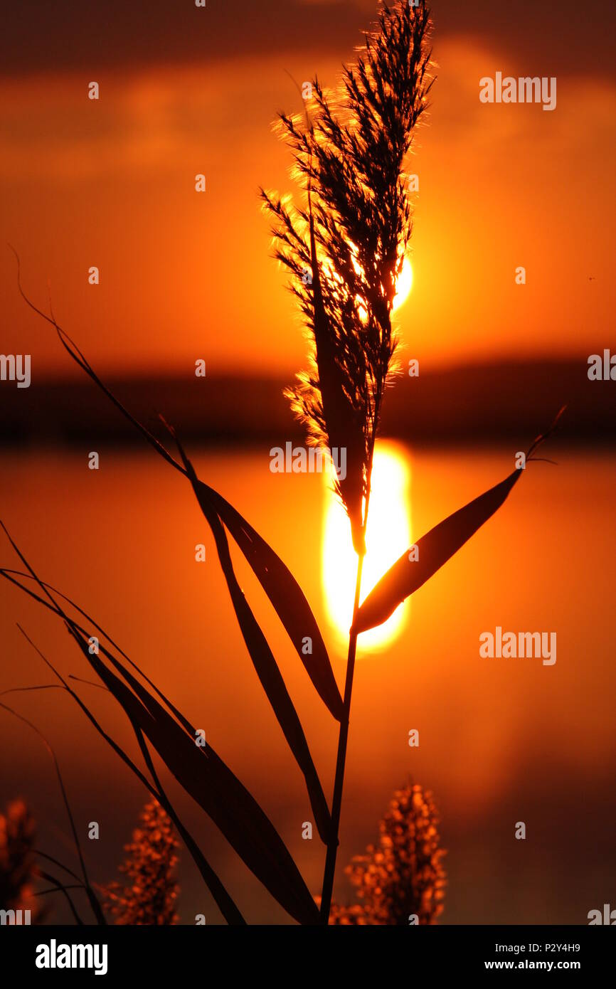 Clouse look of a summer sunset with golden, orange, yellow and red ...