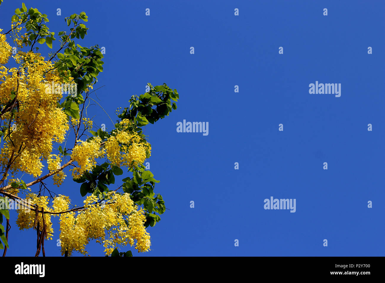 Yellow Ratchaphruek Yellow bouquet of ratchaphruek is the foreground. Have clear blue sky ...
