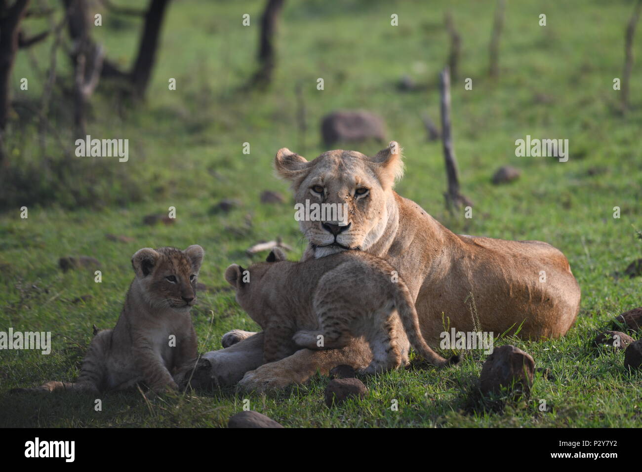 Lioness and cubs playing on the Maasai Mara plains (Panthera leo ...