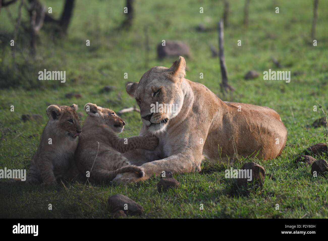Lioness and cubs playing on the Maasai Mara plains (Panthera leo ...