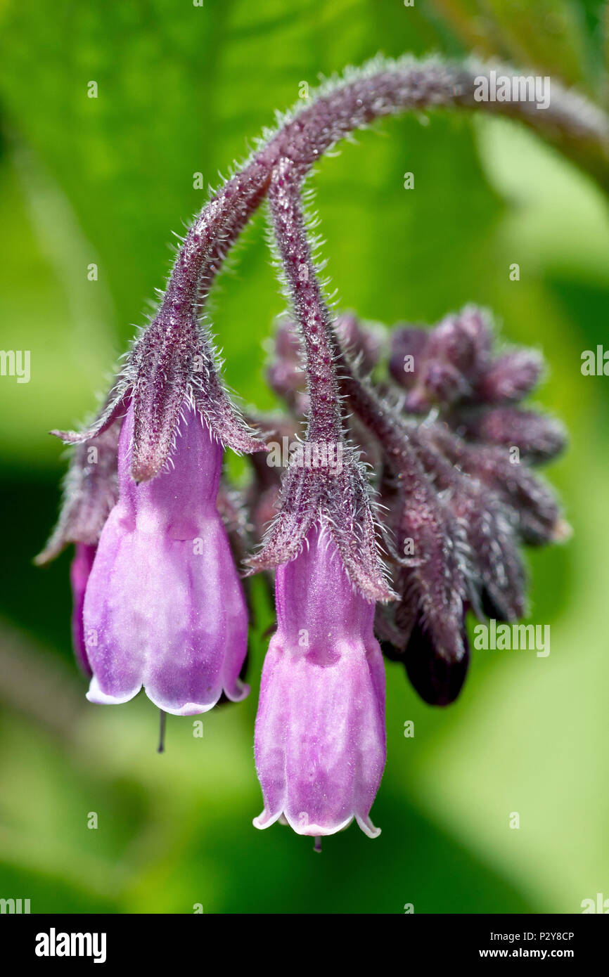 Comfrey, probably the hybrid species Russian Comfrey (symphytum x uplandicum), close up of a single flower head. Stock Photo
