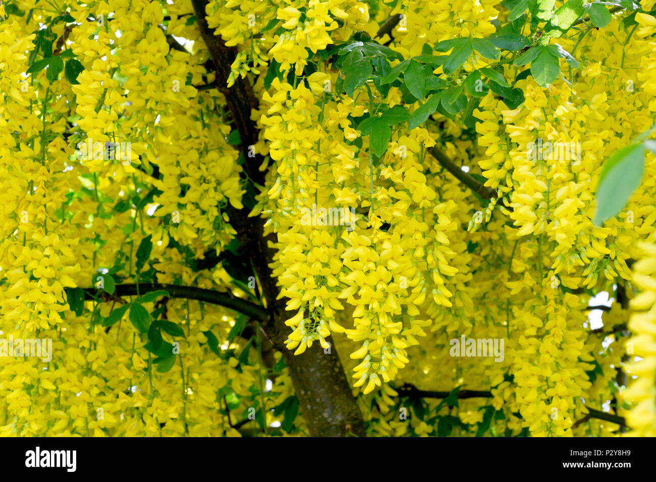 Laburnum (laburnum anagyroides) in full flower Stock Photo Alamy
