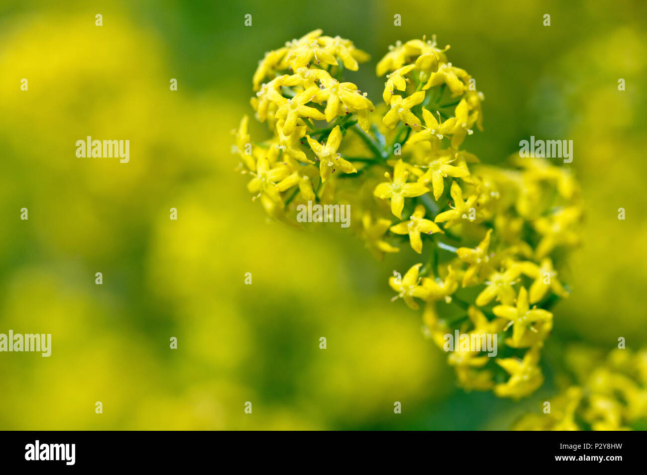 Lady's Bedstraw (galium verum), close up of a single flowering stem showing detail of the individual flowers. Stock Photo