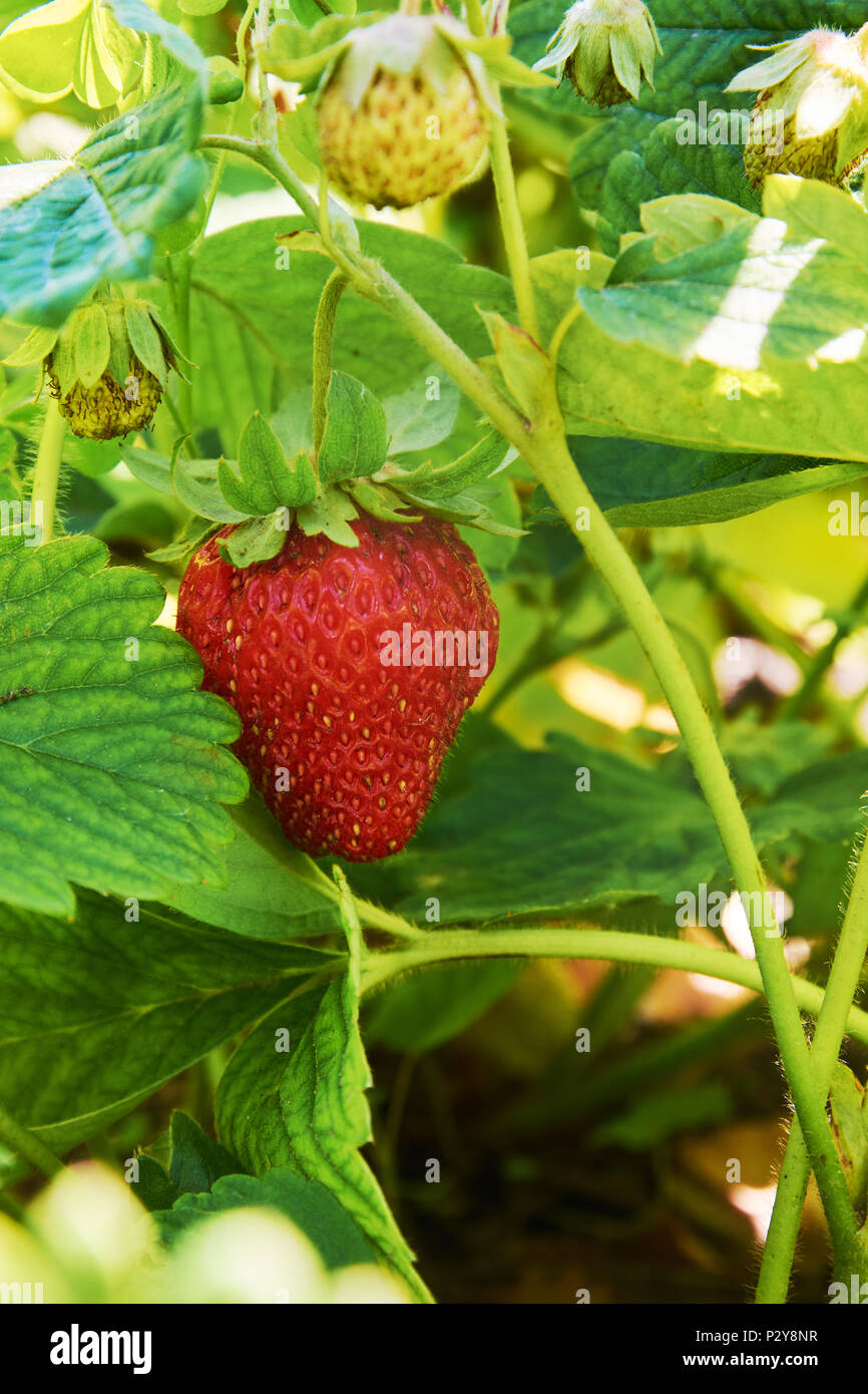 Bush of strawberry with big ripe berry Stock Photo - Alamy