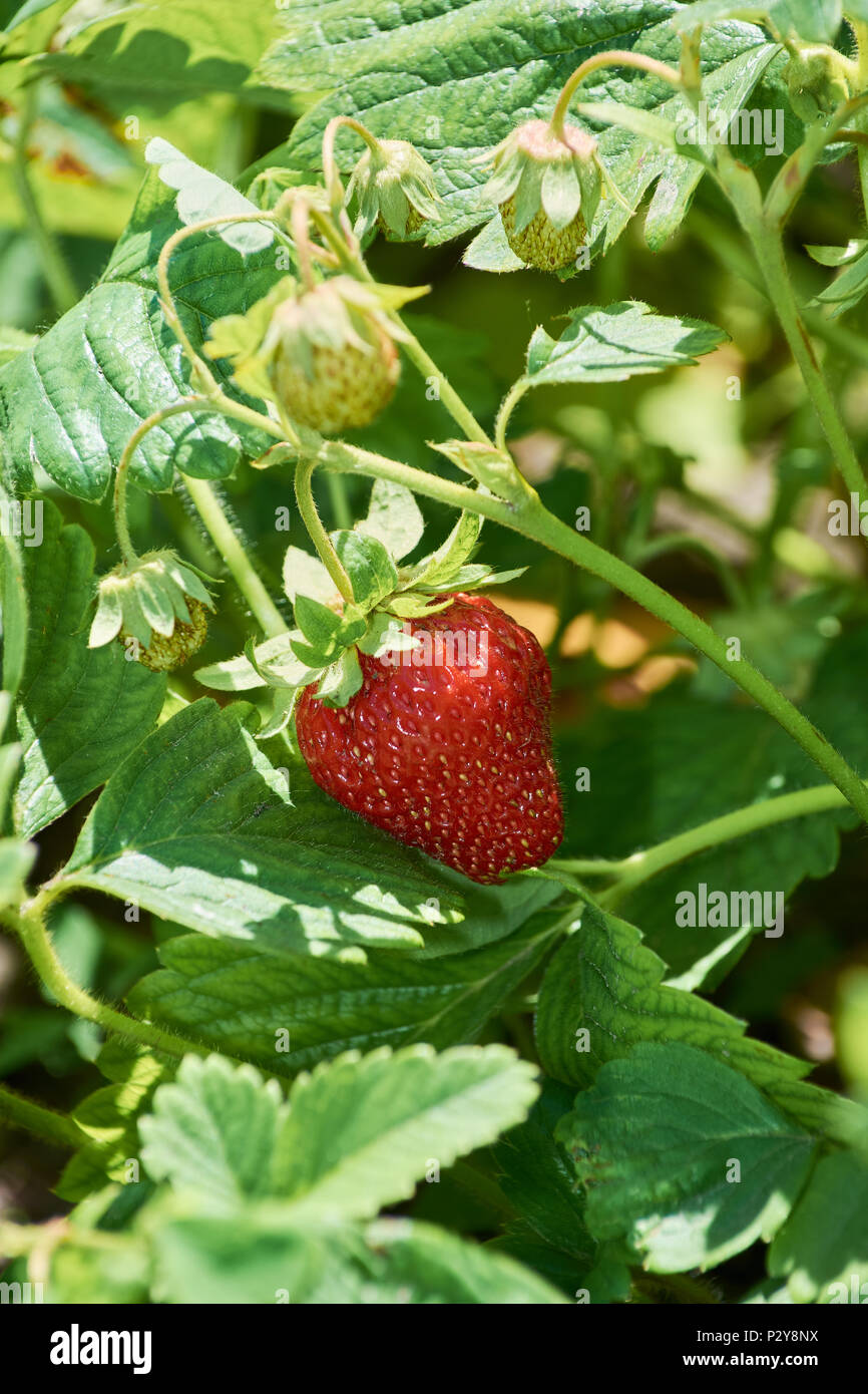 Bush of strawberry with big ripe berry Stock Photo - Alamy