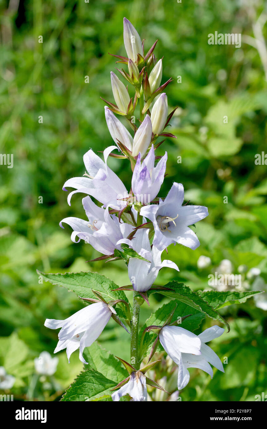 Nettle-leaved Bellflower (campanula trachelium), close up of flowering spike showing detail of flowers. Stock Photo