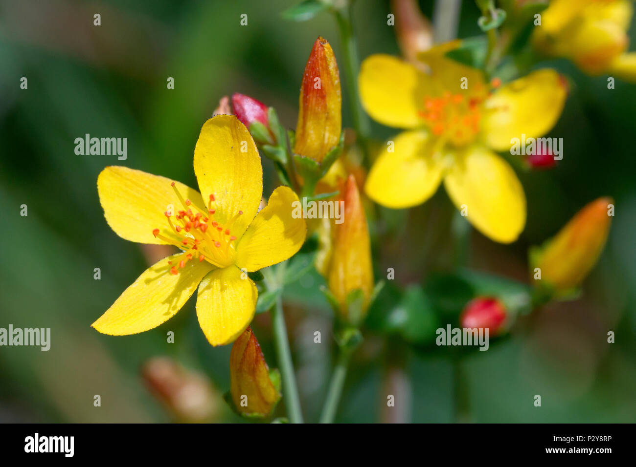 Slender St John's Wort (hypericum pulchrum), close up of a single flower with buds in background. Stock Photo
