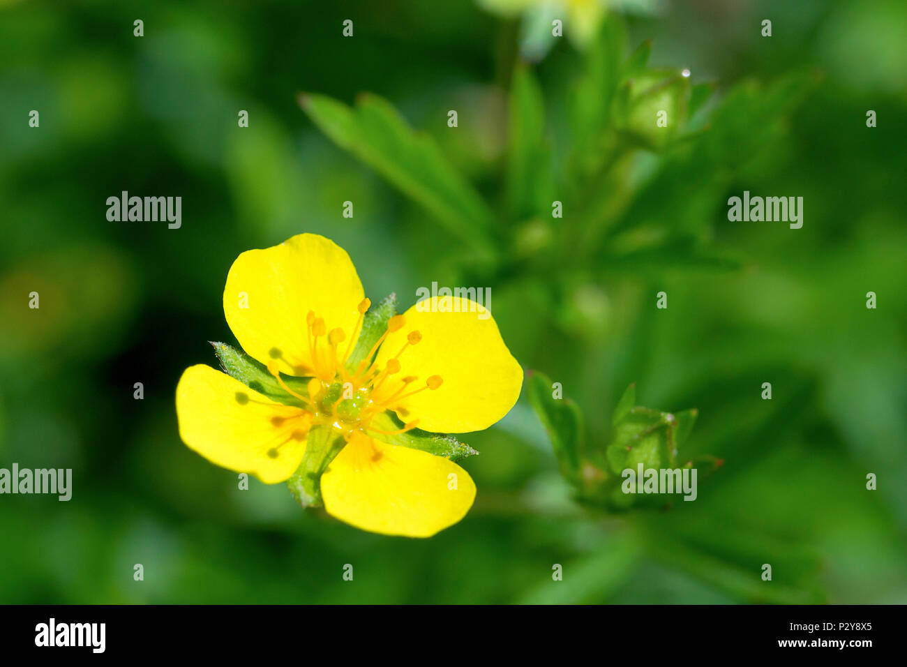 Tormentil (potentilla erecta), close up of a single flower with buds and leaves in background. Stock Photo