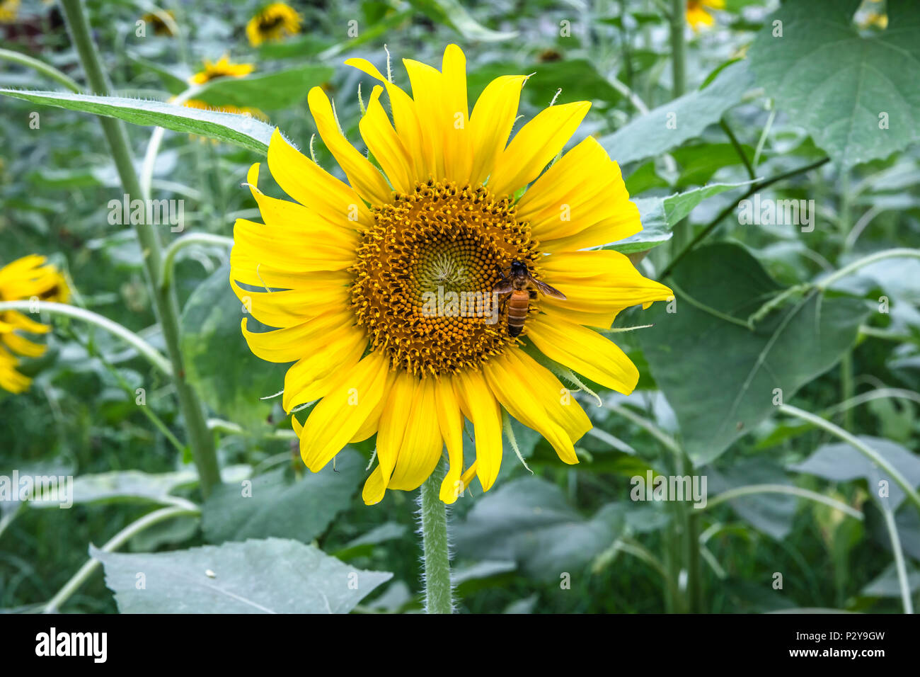 Flowers Of Bangladesh Stock Photos & Flowers Of Bangladesh Stock Images