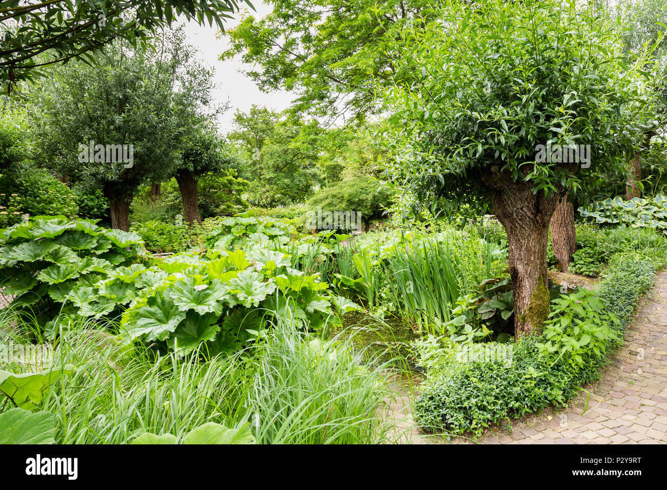 Green garden with bun willows Stock Photo