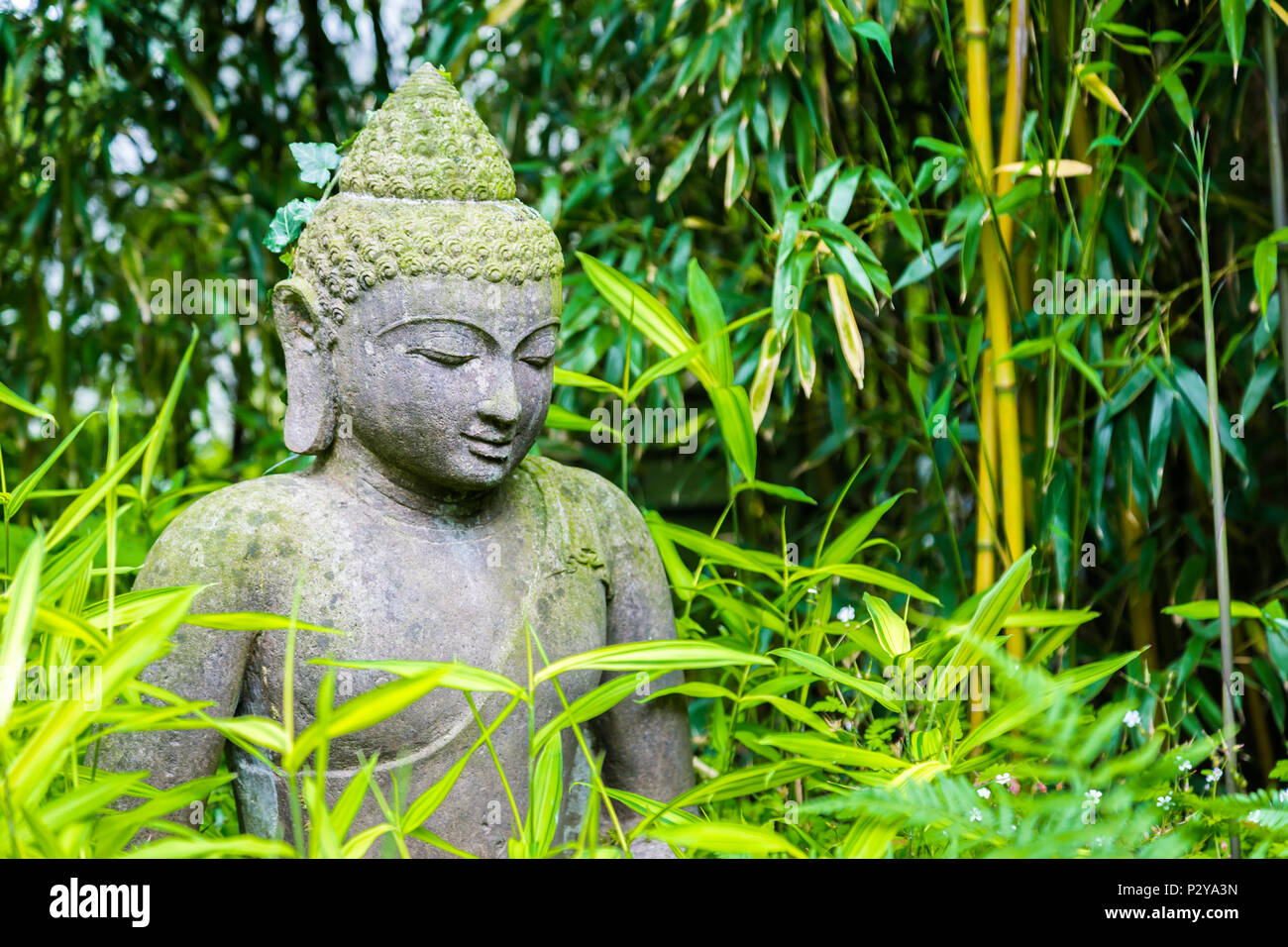 Overgrown buddha statue hires stock photography and images Alamy