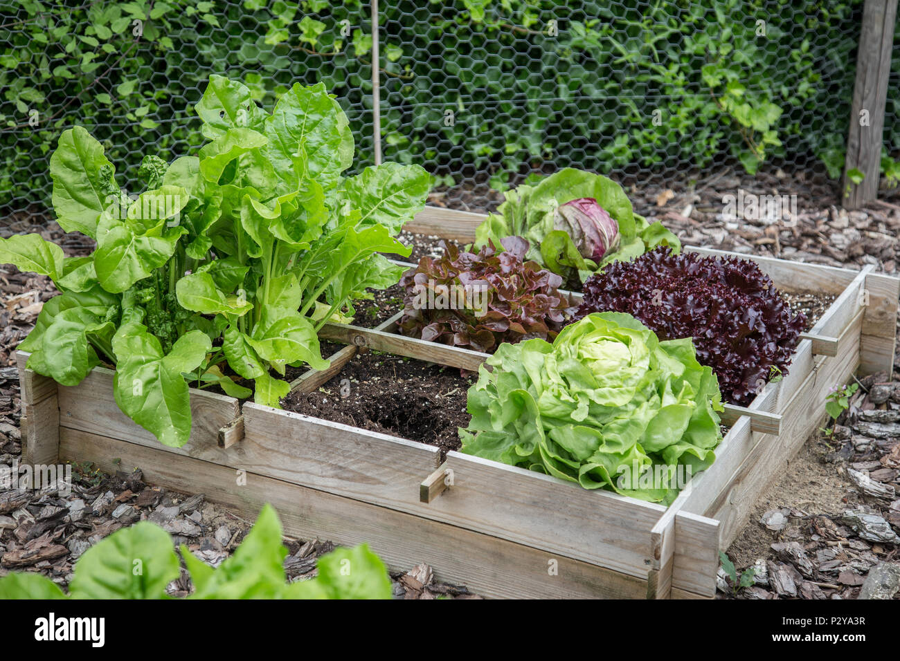 Wooden vegetable garden boxes Stock Photo Alamy