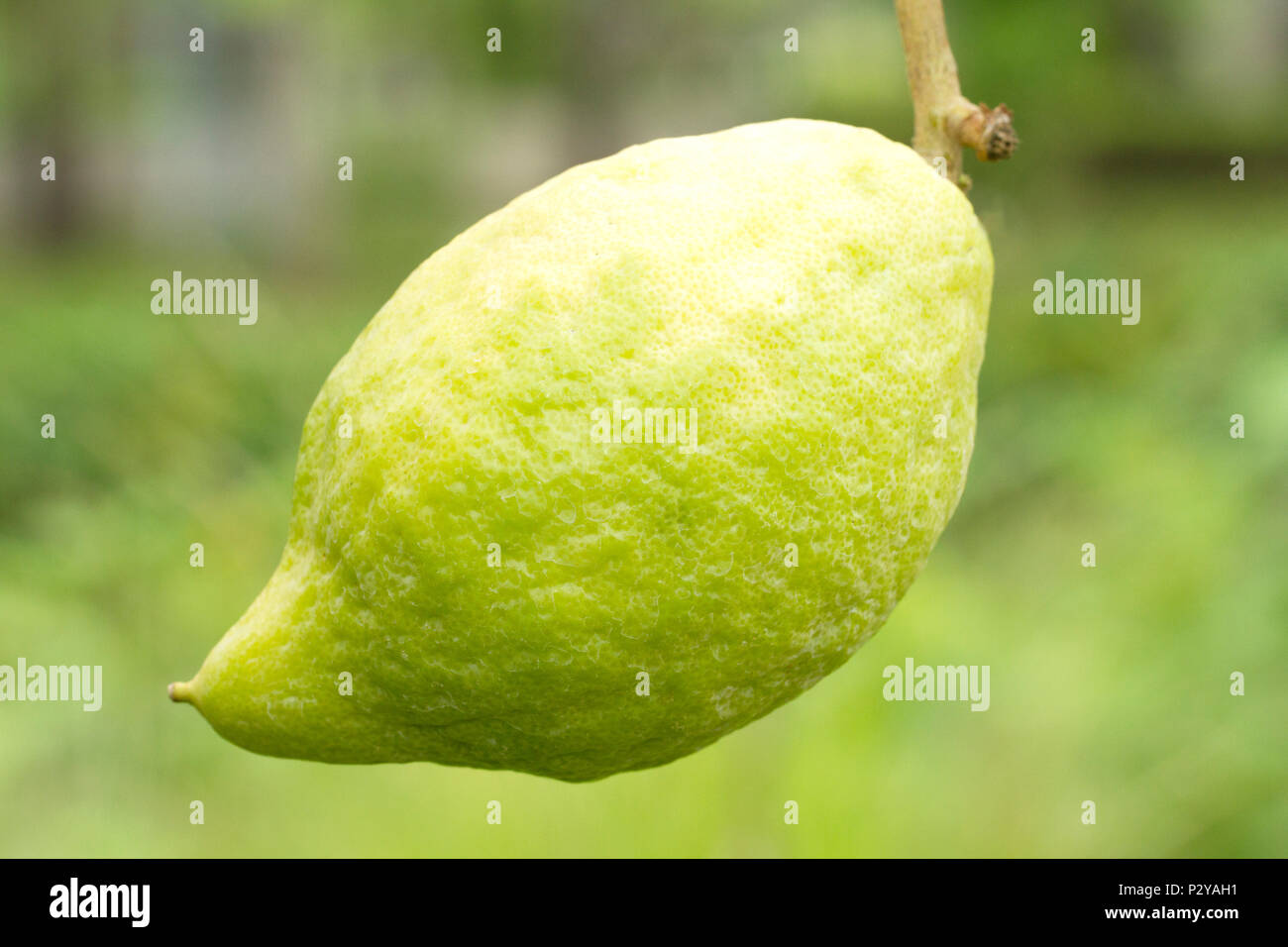 Citrus medica limonum hires stock photography and images Alamy