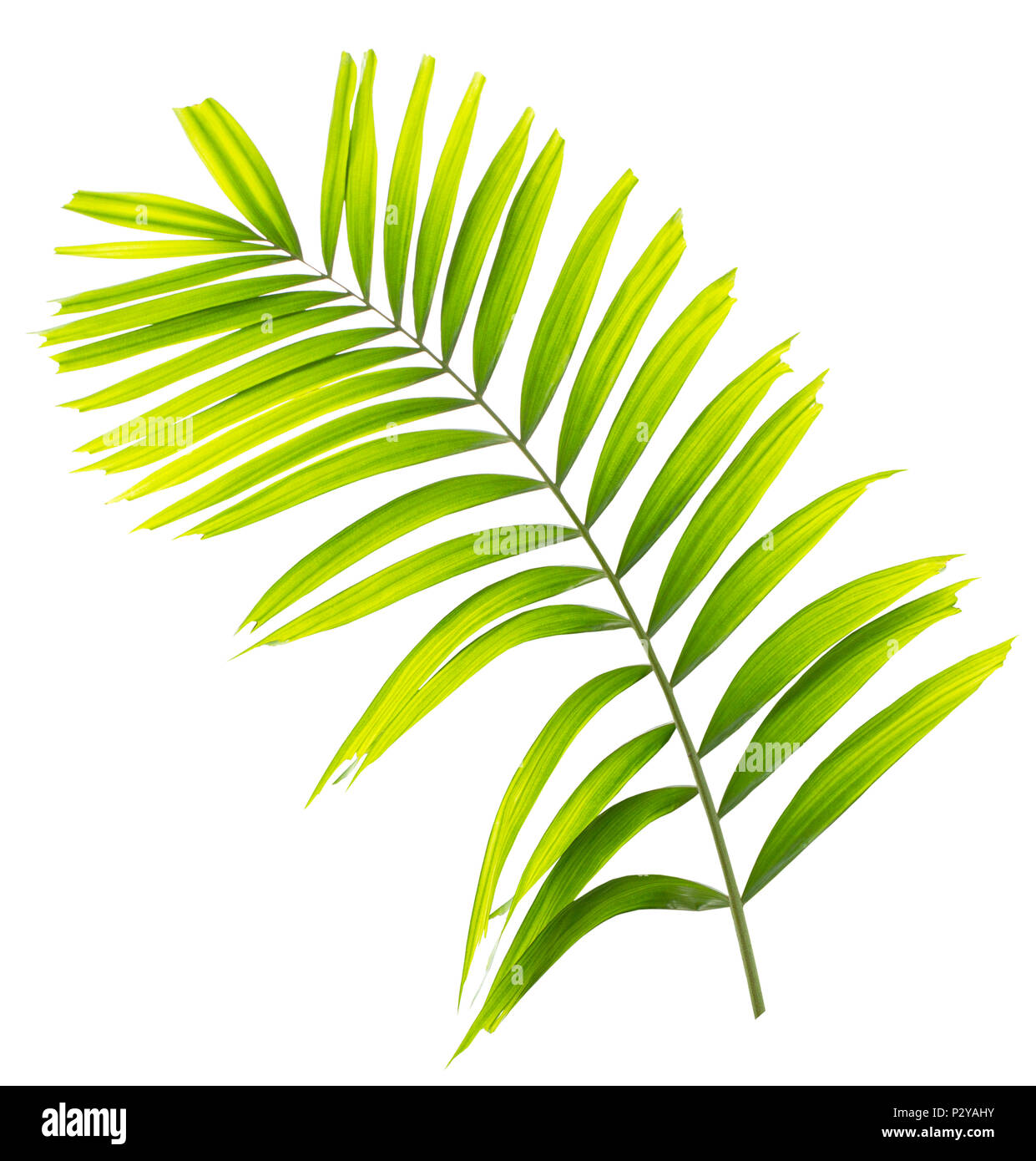 Palm leaf isolated on white background Stock Photo - Alamy