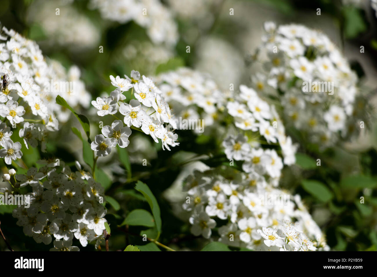 Spirea flowers closeup Stock Photo - Alamy