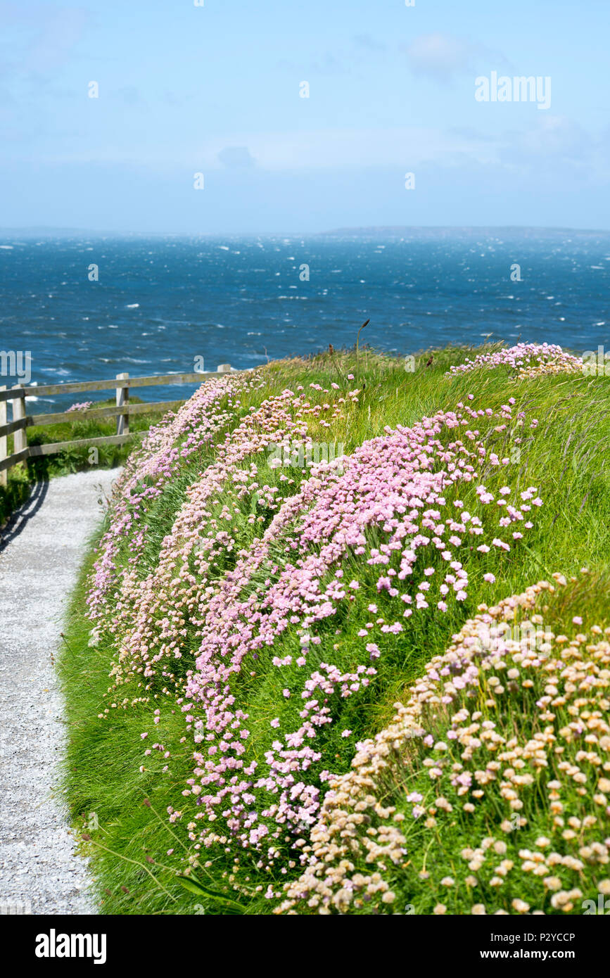 cliff walk path and wild flowers in ballybunion county kerry ireland Stock Photo