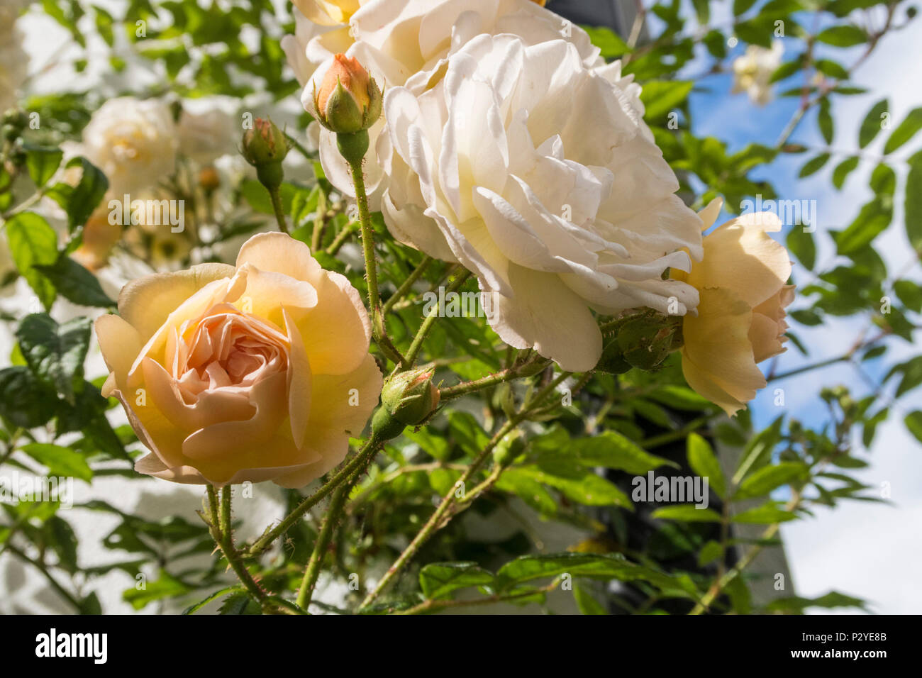 Rose 'Ghislaine de Feligonde', a Musk Rambling Rose. Fragrant semi double white /apricot blooms. In bud and flower. Rosa. Stock Photo