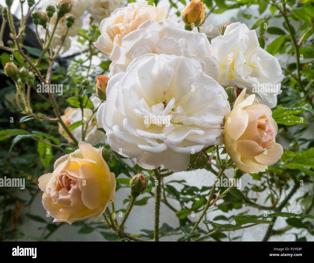 Rose 'Ghislaine de Feligonde', a Musk Rambling Rose. Fragrant semi ...