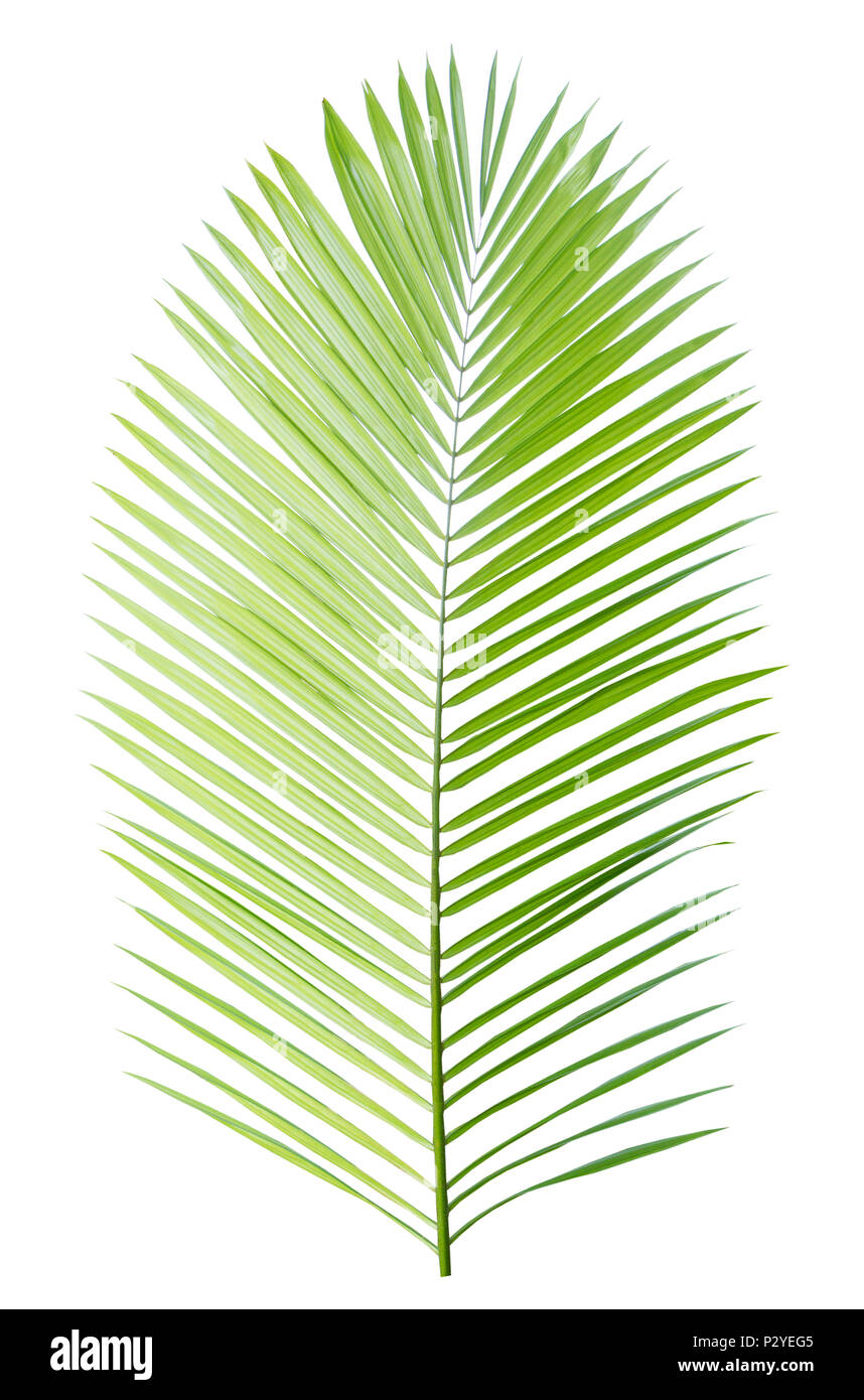 Palm leaf isolated on white background Stock Photo - Alamy