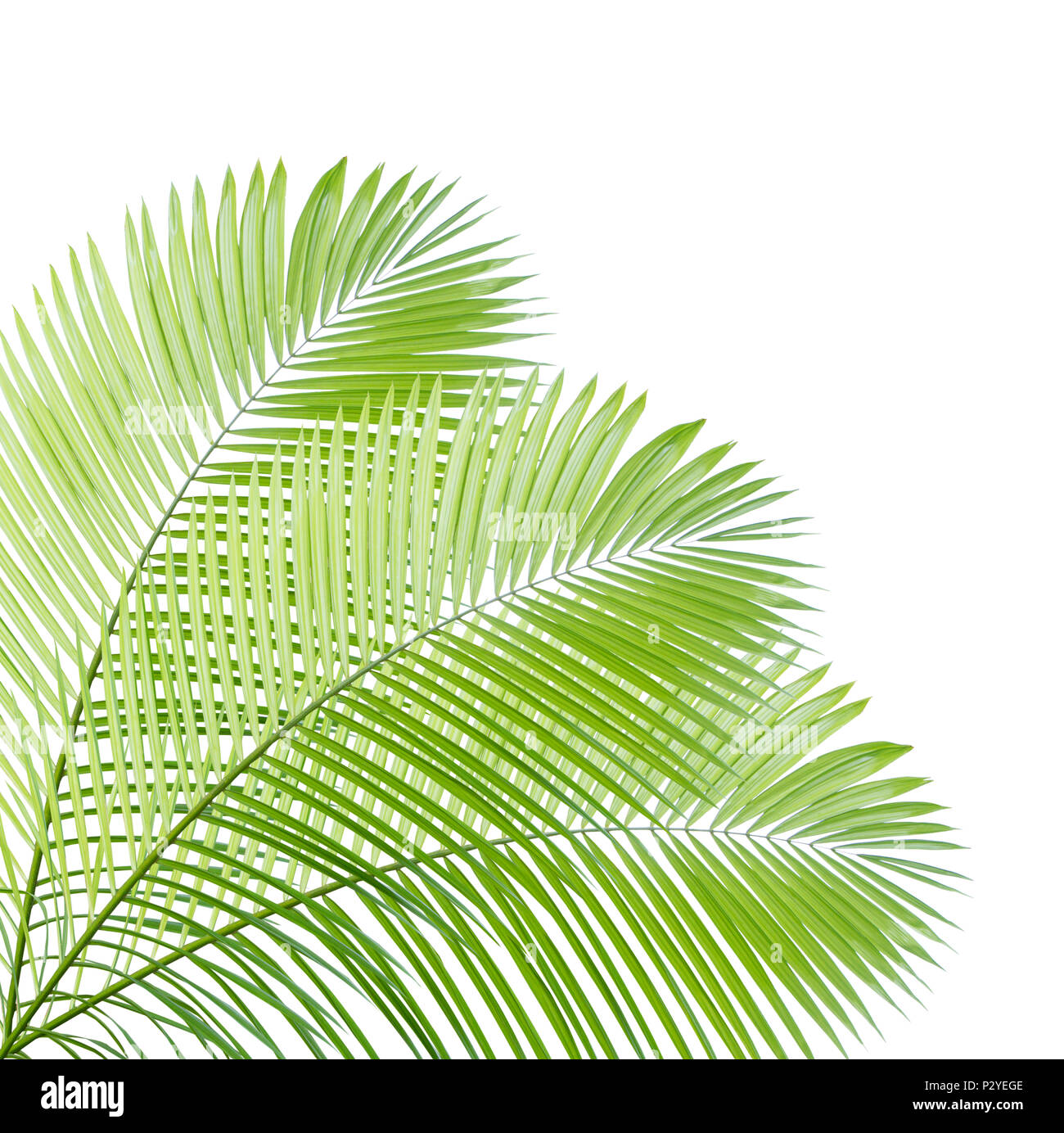 Palm leaf isolated on white background Stock Photo - Alamy