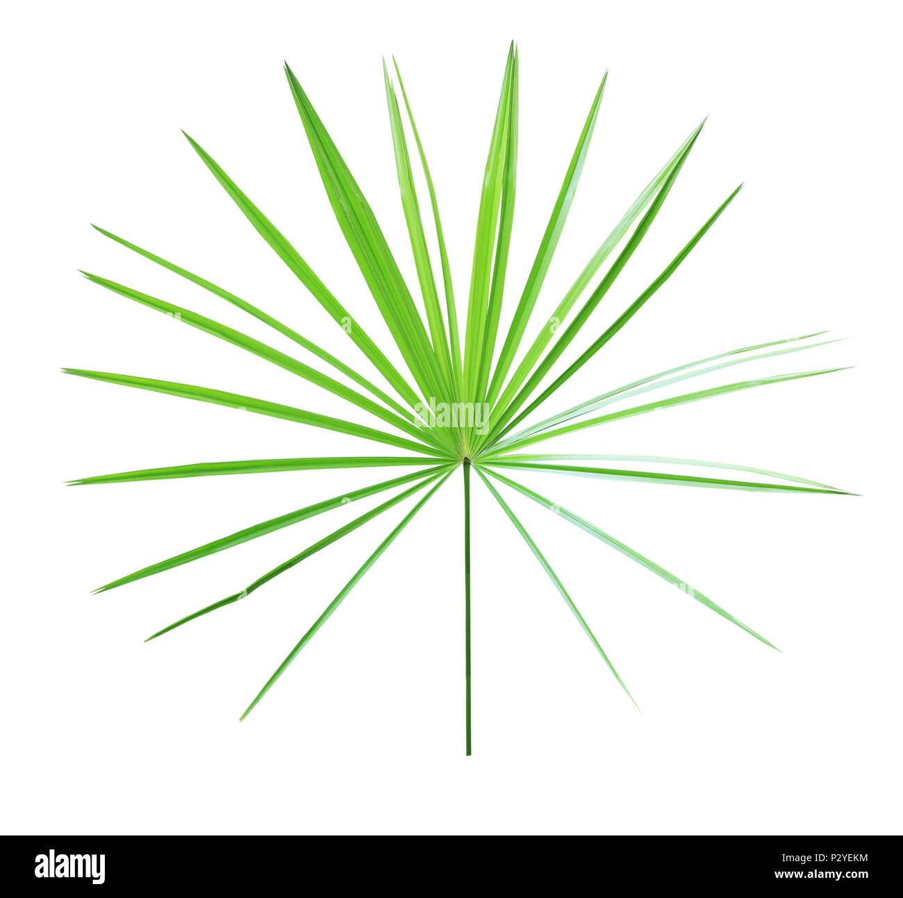 Palm leaf isolated on white background Stock Photo - Alamy