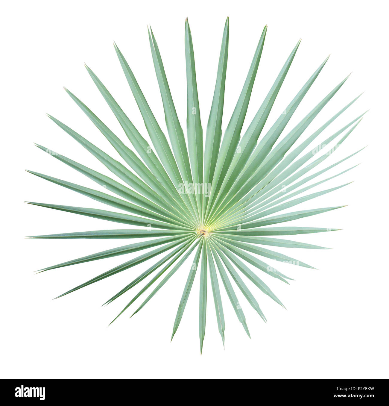 Palm leaf isolated on white background Stock Photo - Alamy