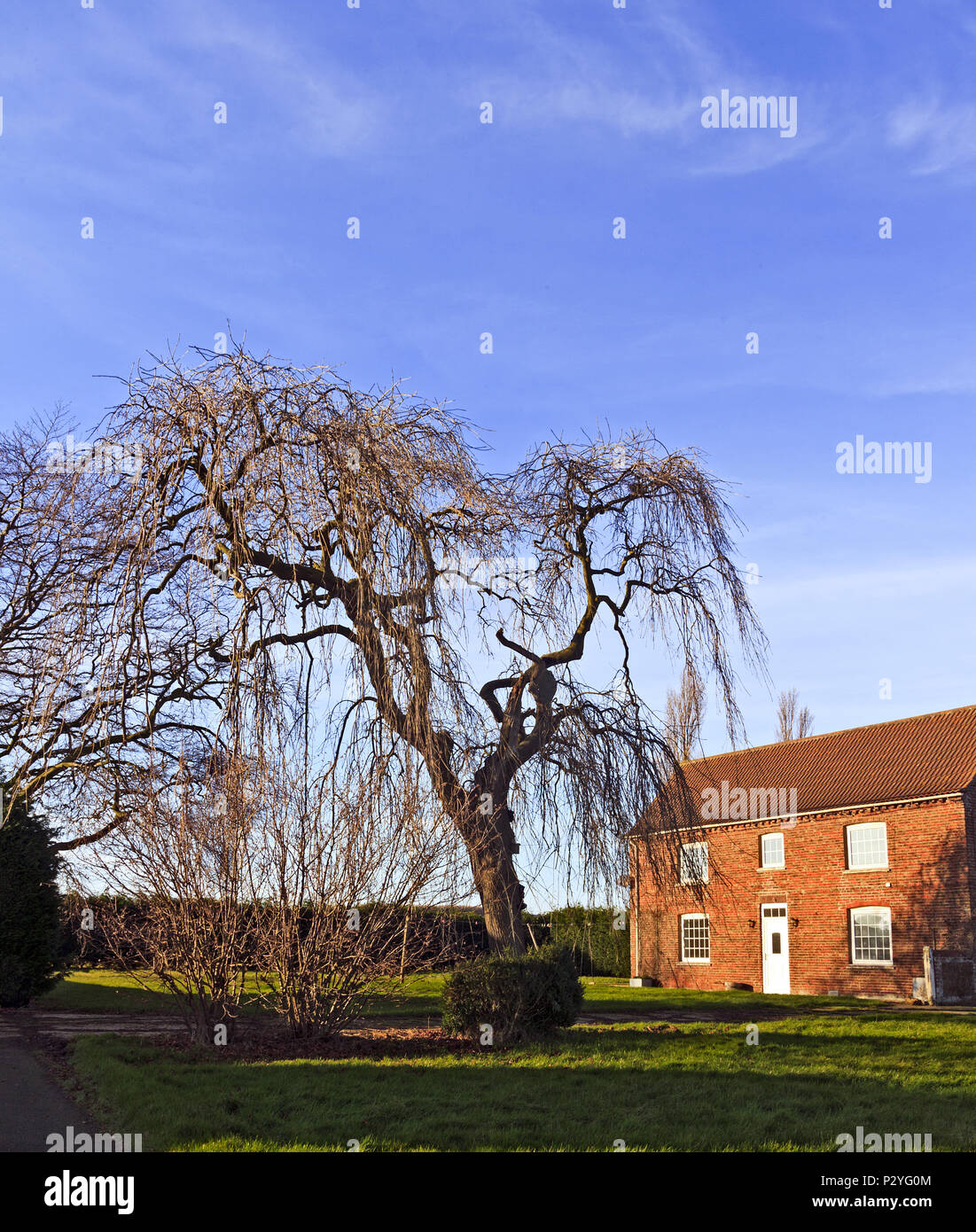 Weeping Beech Tree on Grange Farm Stock Photo